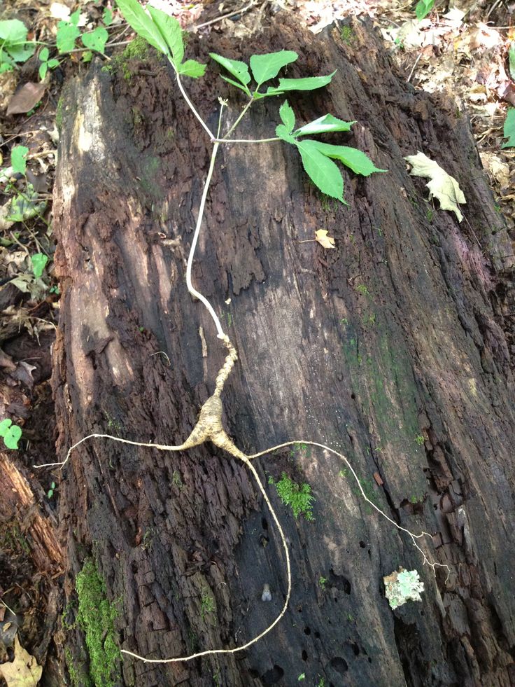 Wild Ginseng